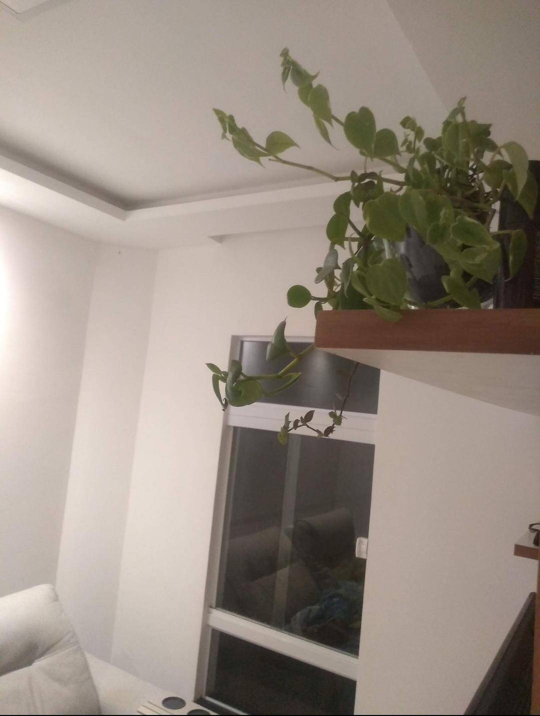 Casa, 3 quartos - Foto 14